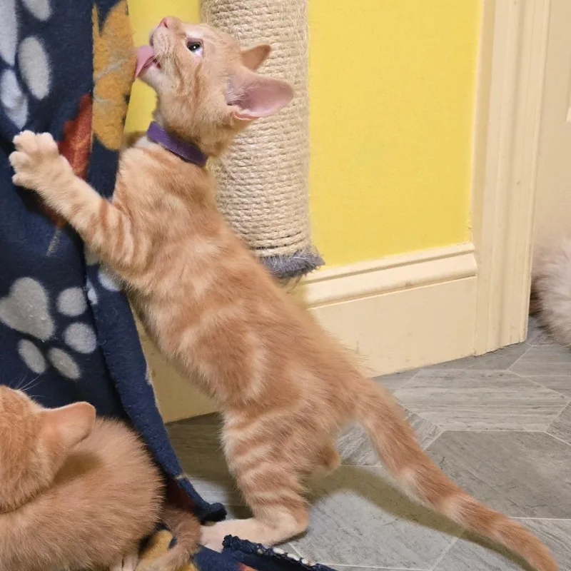 A baby small-sized male Orange / Red Domestic Short Hair cat named Nettle for adoption in Brownsboro, AL