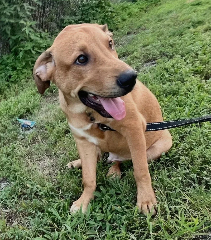 A young large-sized male Brown / Chocolate Mixed Breed dog named Rocket for adoption in Leavenworth, KS