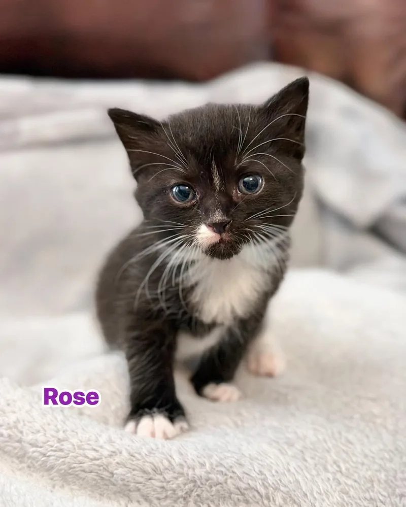 A baby medium-sized female Black Domestic Short Hair cat named Rose for adoption in Largo, FL