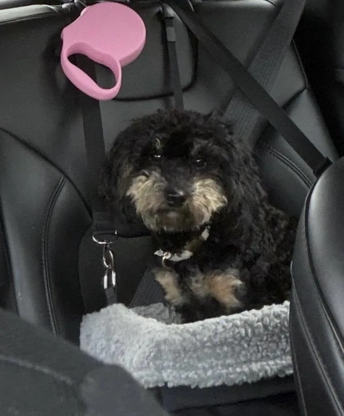 Half Pint thumbnail 2