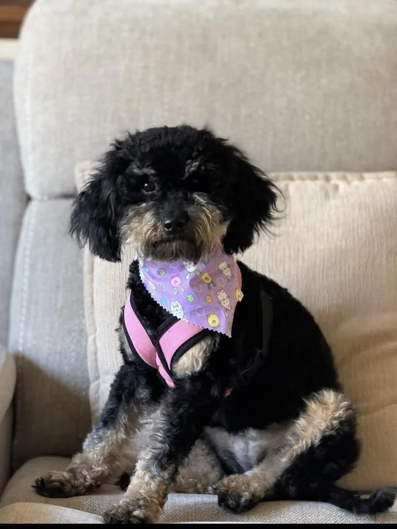 Half Pint thumbnail 3