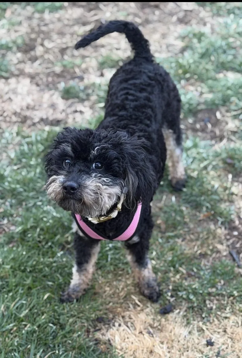 Half Pint thumbnail 6