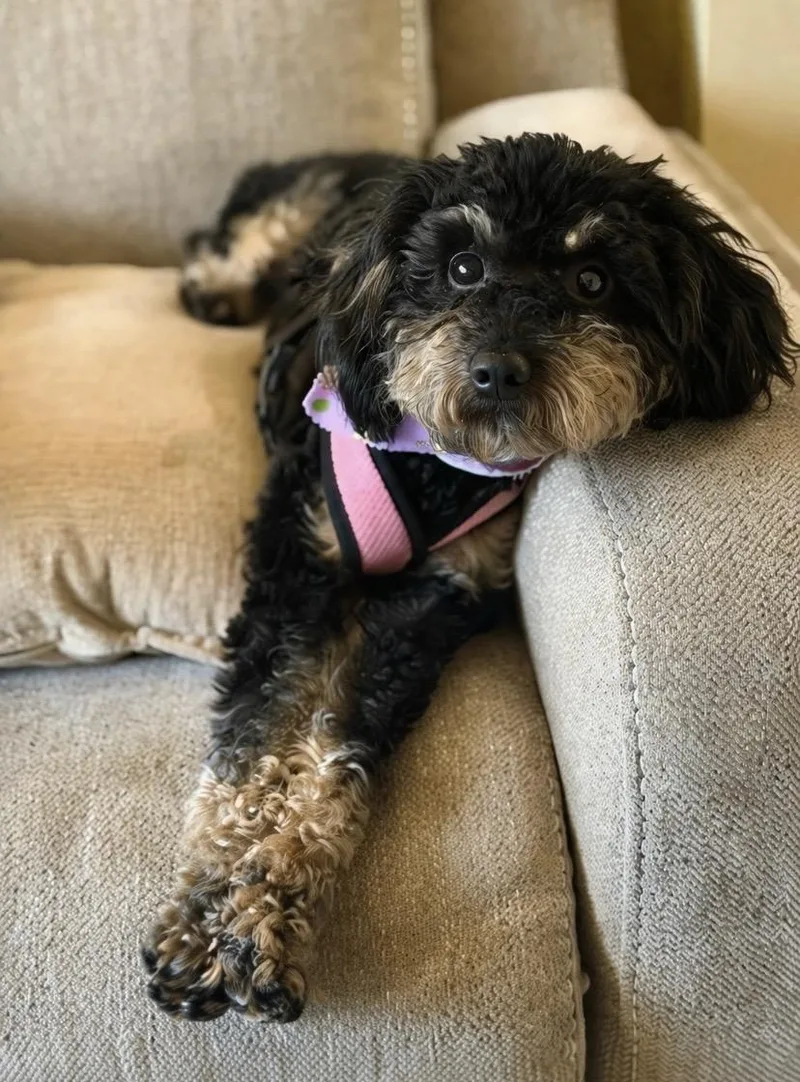 An adult small-sized female Poodle (Toy) dog named Half Pint for adoption in Philadelphia, PA