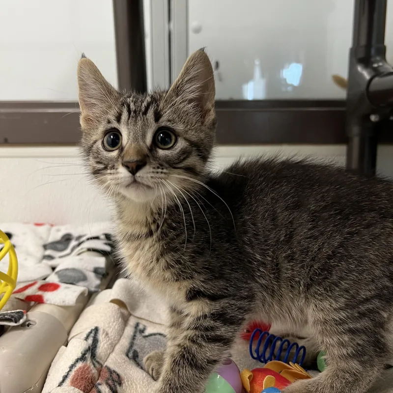 A baby medium-sized male Tabby (Brown / Chocolate) Domestic Short Hair cat named Buddy for adoption in Fairmont, MN