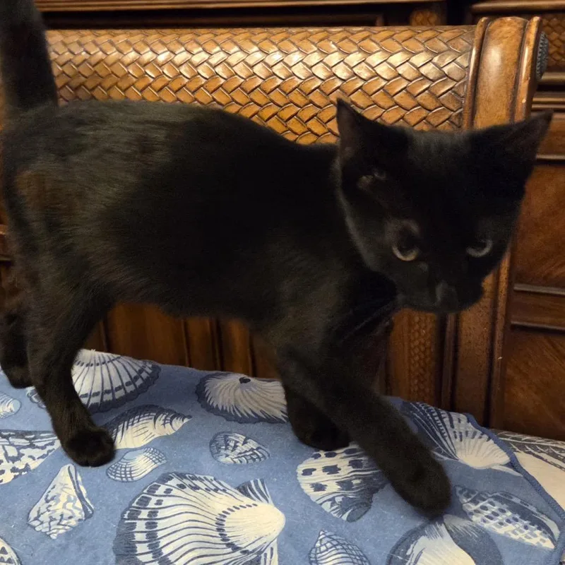 A baby small-sized female Black Domestic Short Hair cat named Licorice for adoption in Lauderhill, FL