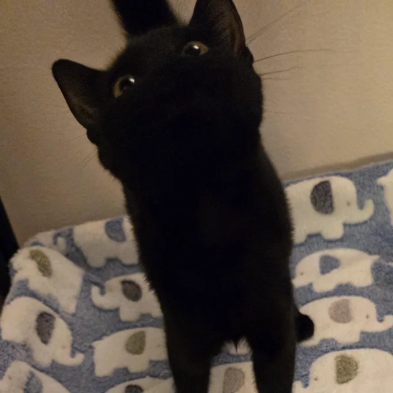Licorice thumbnail 3