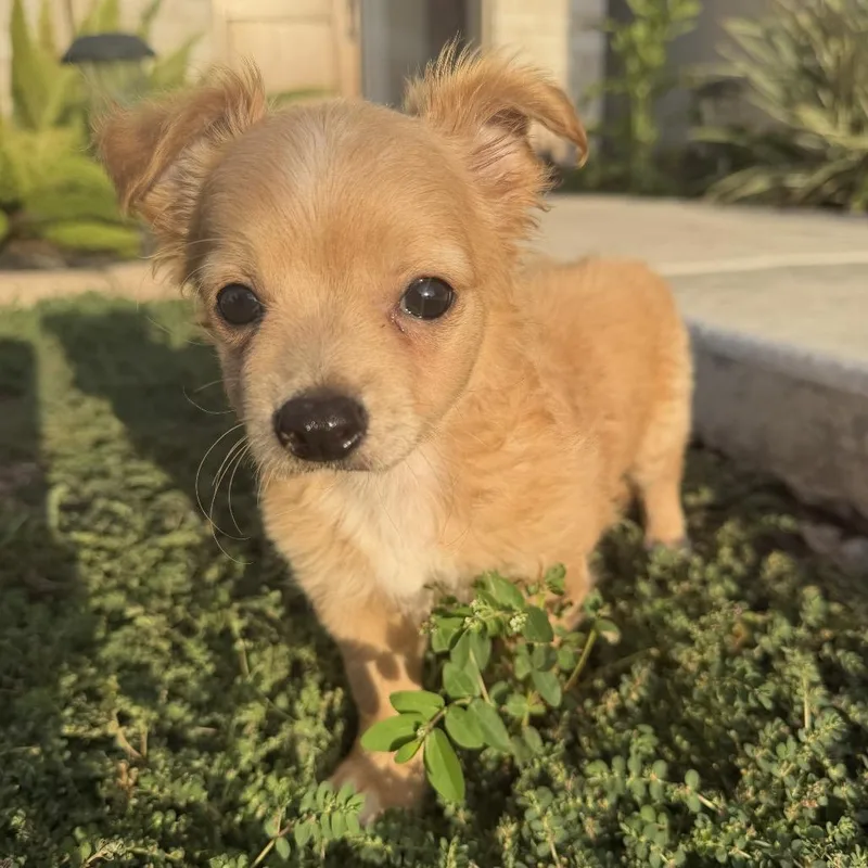 A baby small-sized male Apricot / Beige Chihuahua dog named Mario for adoption in Brownsville, TX