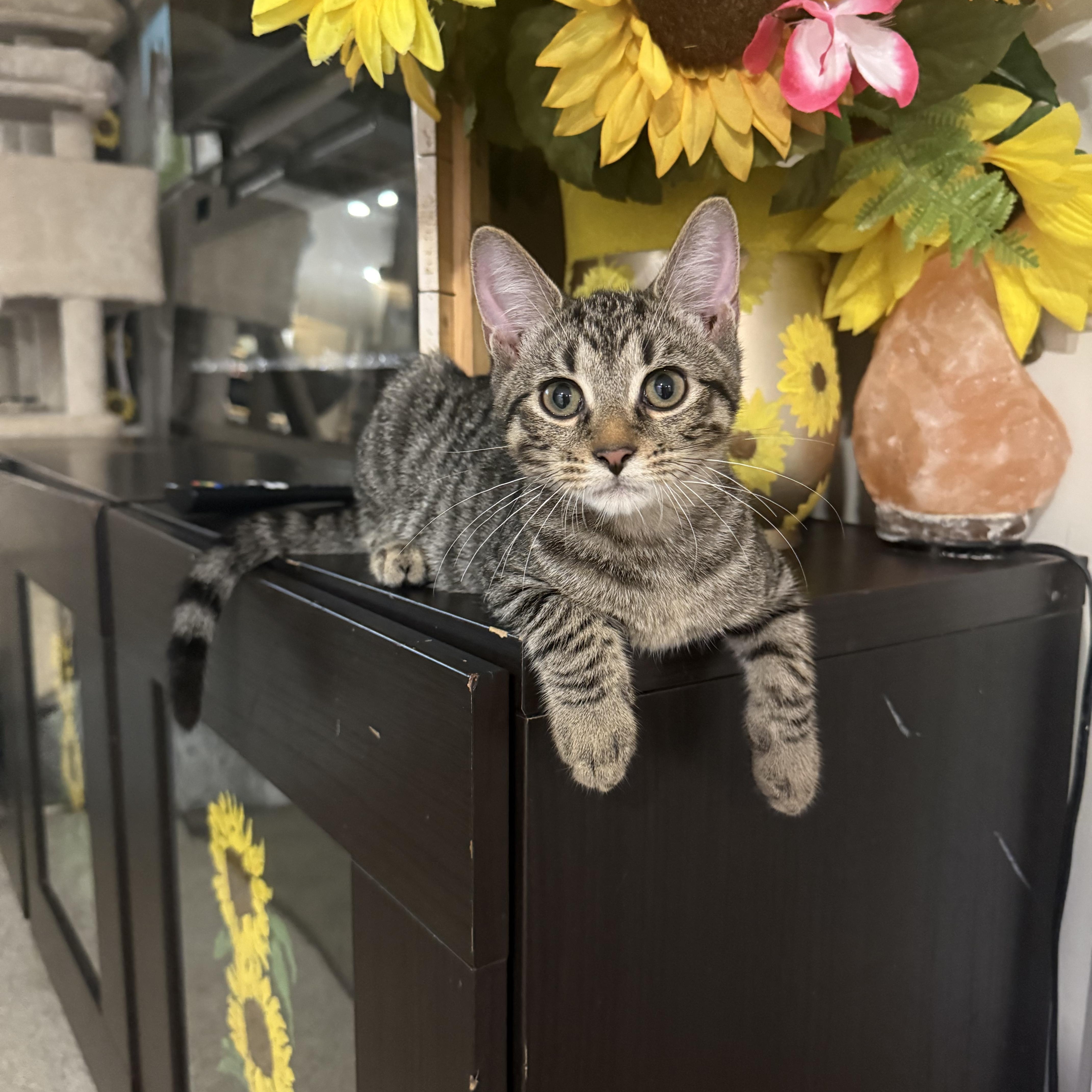 A baby medium-sized male Tabby (Brown / Chocolate) Domestic Short Hair cat named Wonder for adoption in Moriches, NY