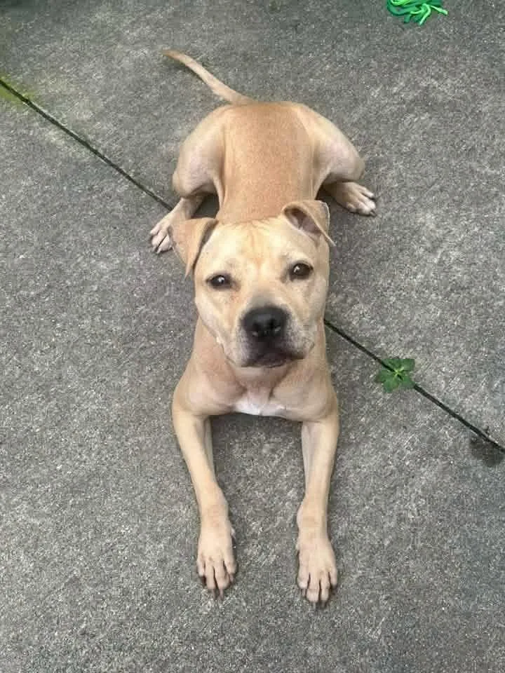 An adult medium-sized female Yellow / Tan / Blond / Fawn Pit Bull Terrier dog named Astrid for adoption in Chicago, IL