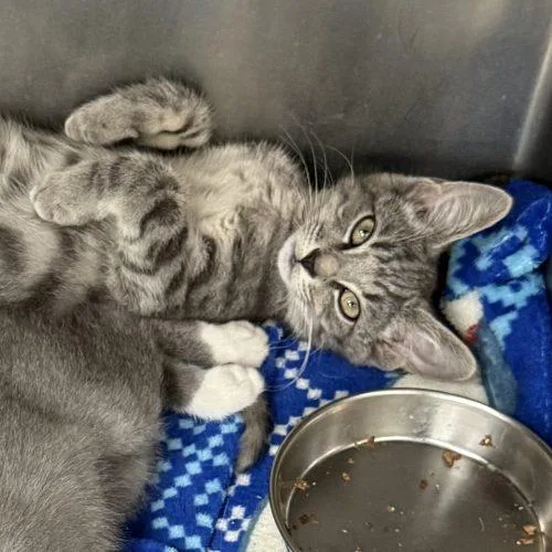 A baby small-sized male Tabby (Gray / Blue / Silver) Domestic Short Hair cat named San Diego for adoption in Fishers, IN