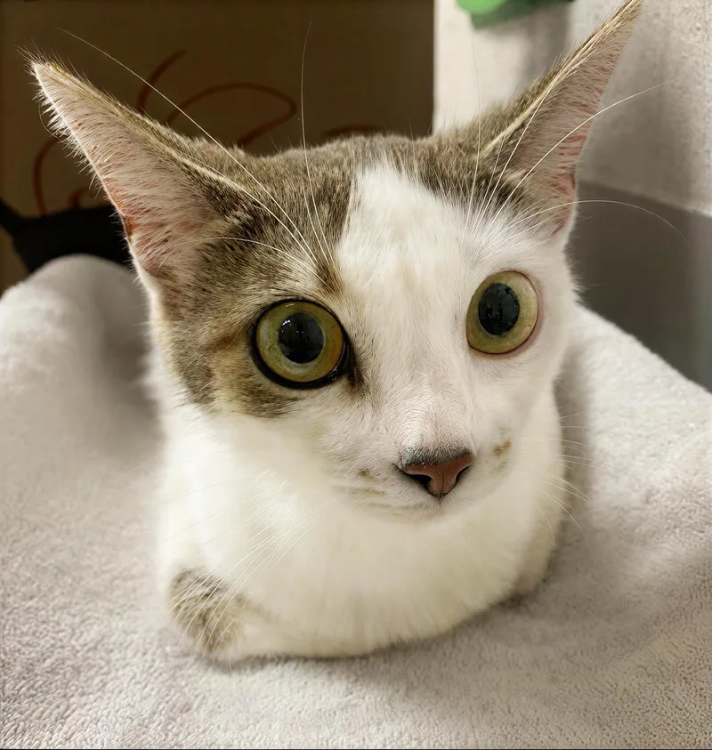 An adult medium-sized female Tabby (Brown / Chocolate) Domestic Short Hair cat named Queenie for adoption in Nashville, TN