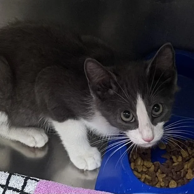 A young small-sized male Gray / Blue / Silver Domestic Short Hair cat named Ram for adoption in Donalsonville, GA
