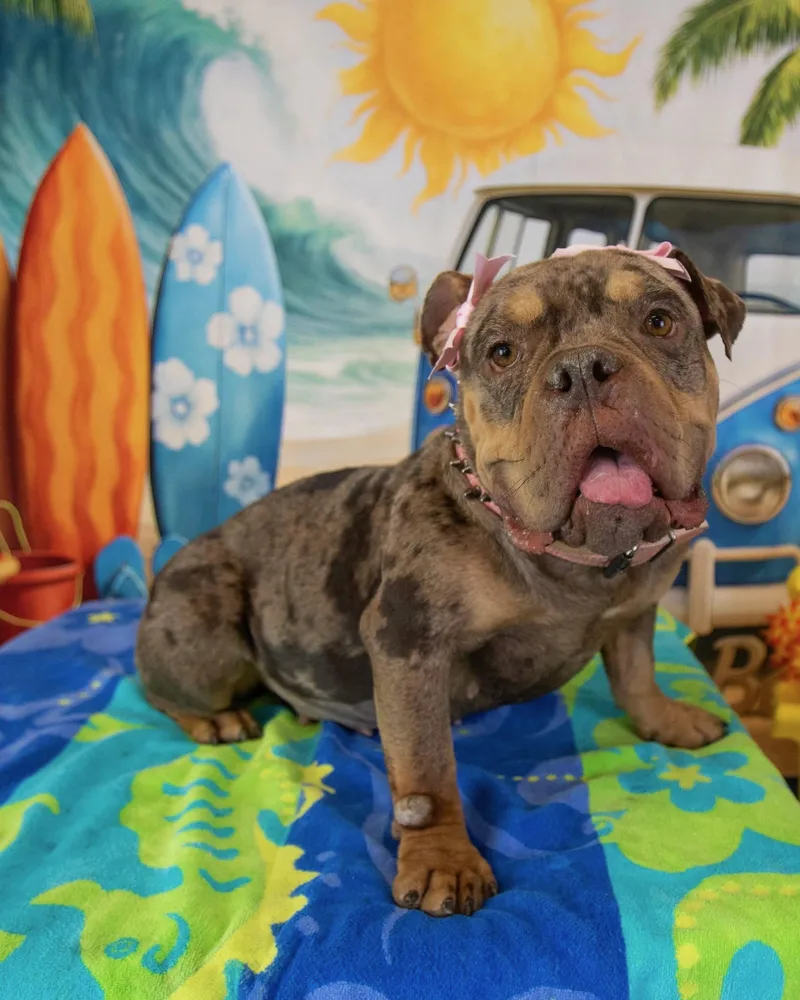 An adult medium-sized female English Bulldog dog named Agatha Aka Aggie for adoption in Mesa, AZ