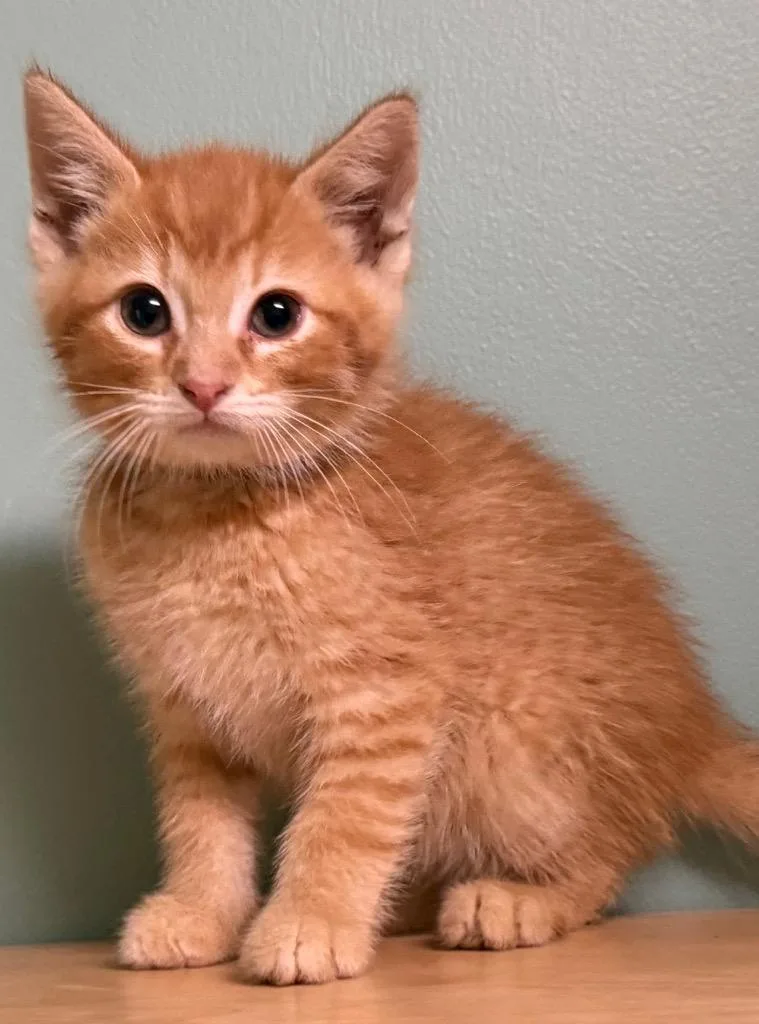 A baby medium-sized male Tabby (Orange / Red) Domestic Short Hair cat named Moe for adoption in Amery, WI