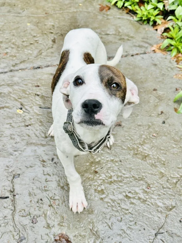 A baby medium-sized female Mixed Breed dog named Blanche for adoption in Pottstown, PA