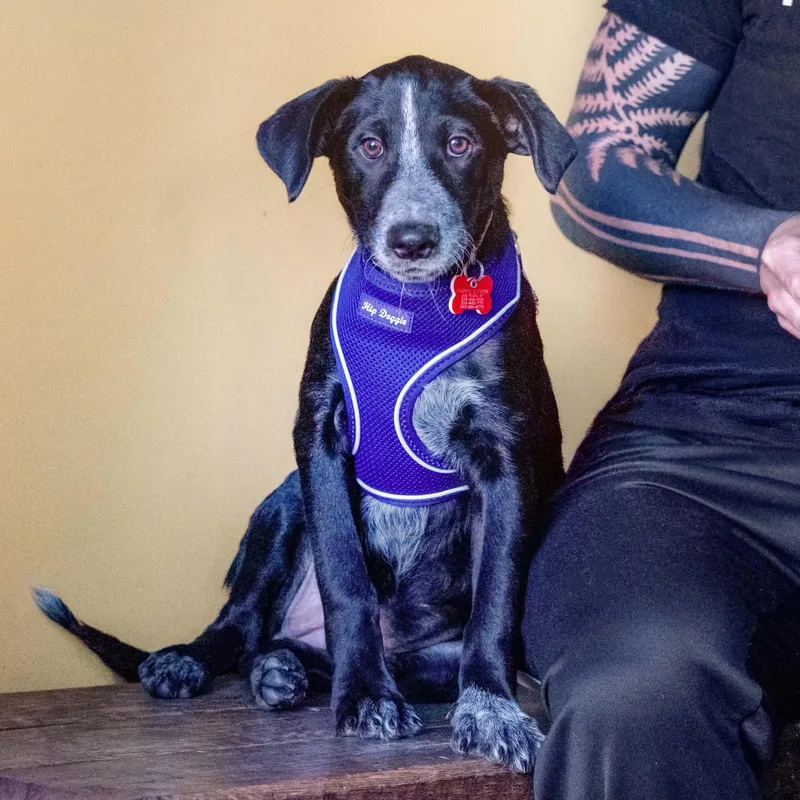 A baby medium-sized female Australian Cattle Dog / Blue Heeler dog named Rosie for adoption in Boulder, CO