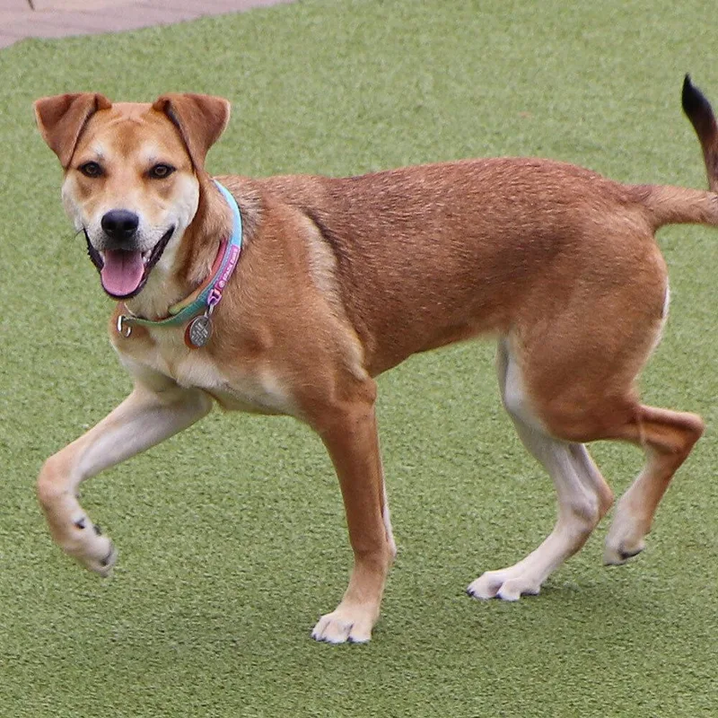 A young medium-sized female Mixed Breed dog named Beatrice for adoption in Port Washington, NY