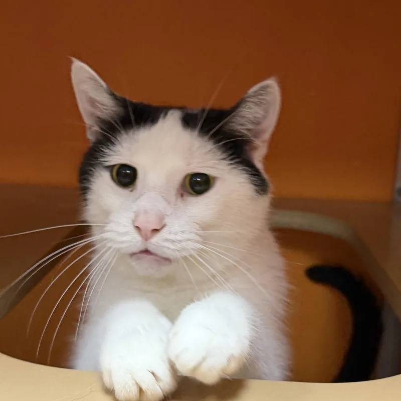 An adult medium-sized female Black & White / Tuxedo Domestic Short Hair cat named Daisy for adoption in Elyria, OH