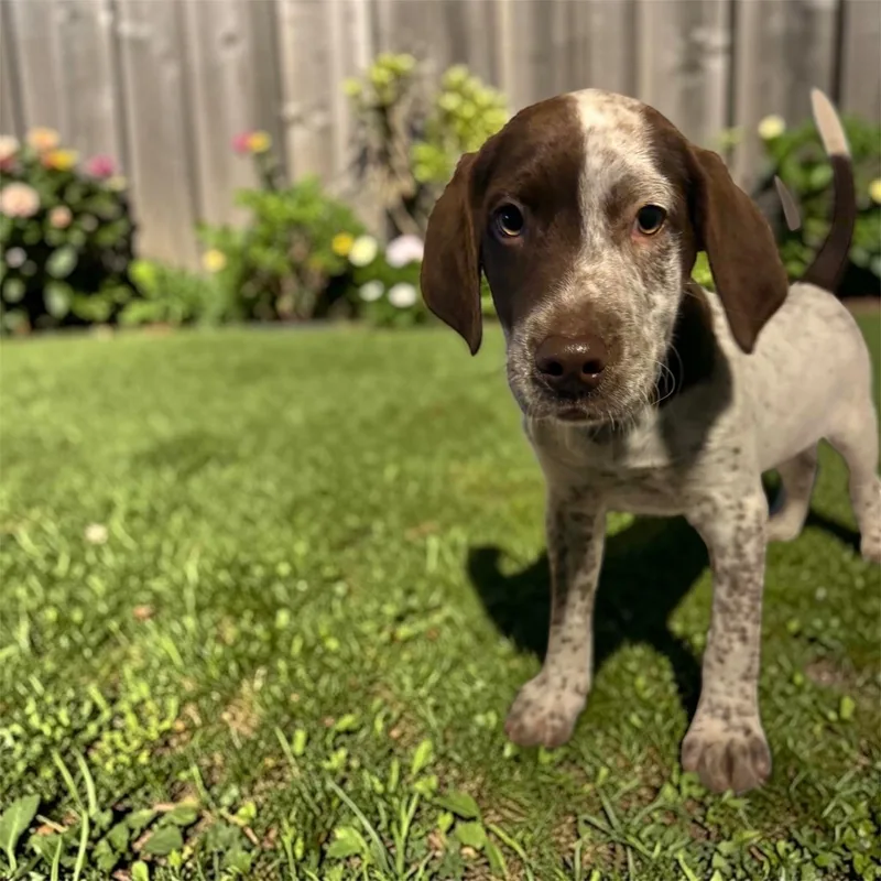 A baby medium-sized male Brown / Chocolate English Pointer dog named Pokey for adoption in Woodbury, NJ