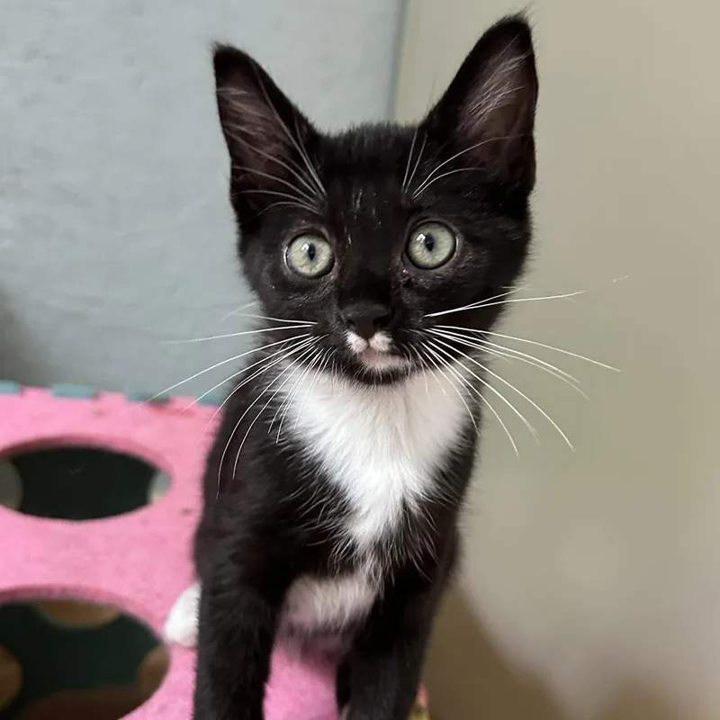 A baby small-sized male Black Domestic Short Hair cat named Benedict for adoption in Richland, MI
