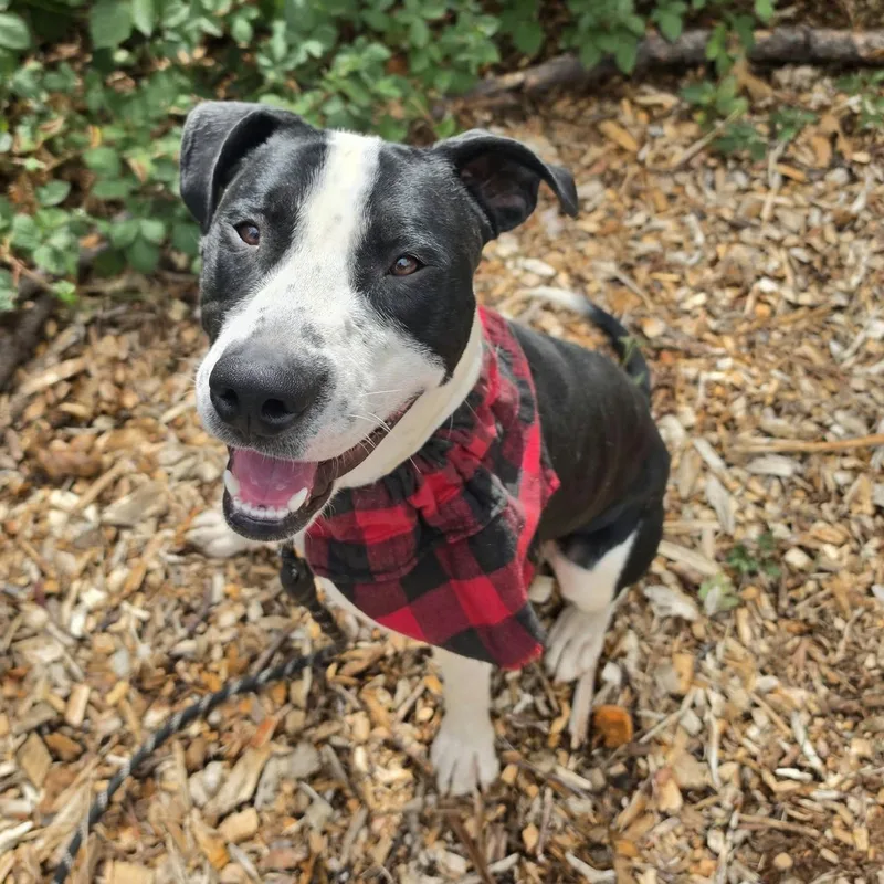 An adult medium-sized male Pointer dog named Boogie for adoption in Grants Pass, OR