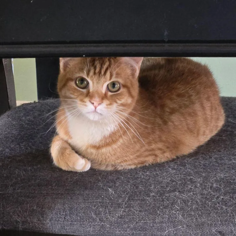 Carrot  A Gentle thumbnail 2