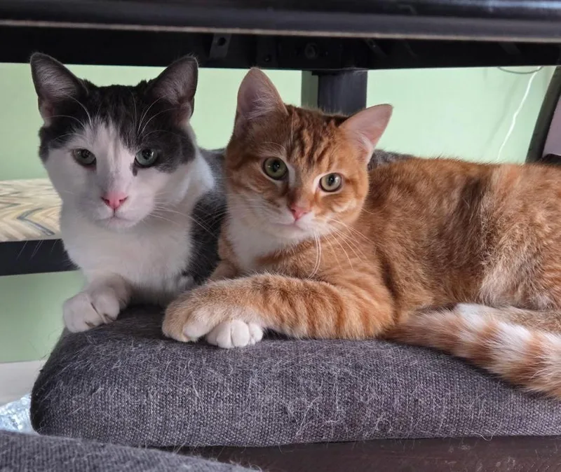 Carrot  A Gentle thumbnail 3