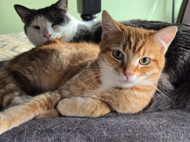 Carrot  A Gentle thumbnail 4