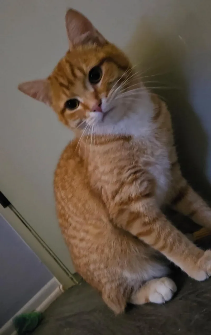 Carrot  A Gentle thumbnail 5