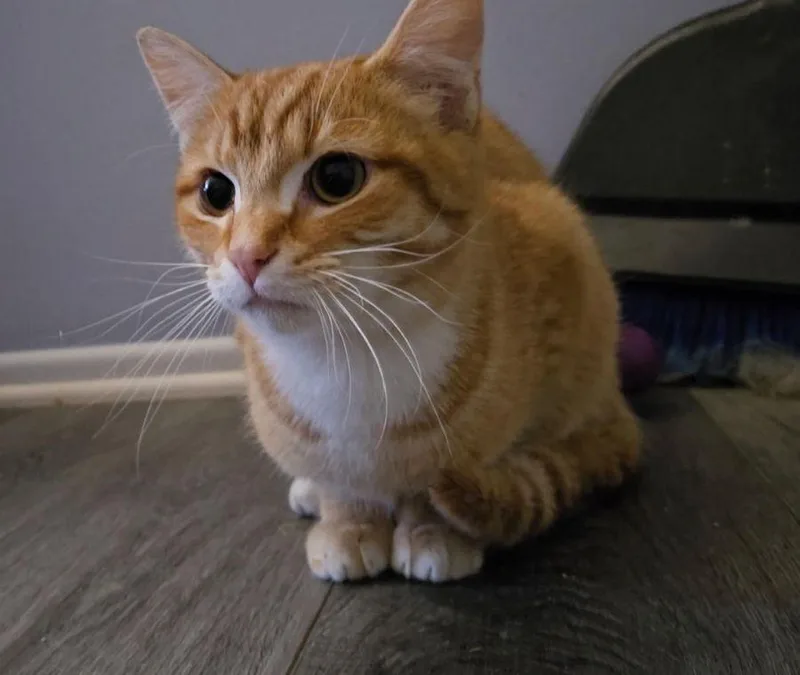 Carrot  A Gentle thumbnail 6