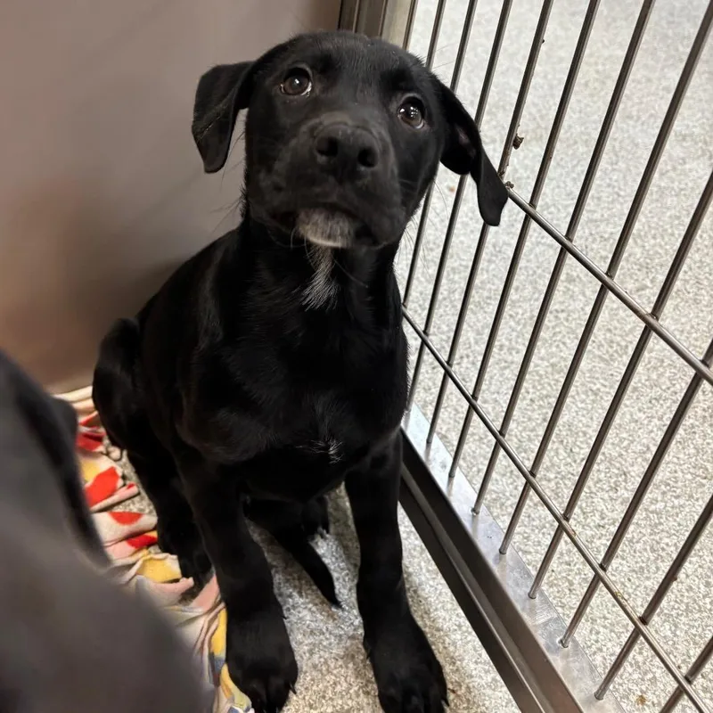 A baby medium-sized male Black Mixed Breed dog named Teapot for adoption in Washington Township, OH