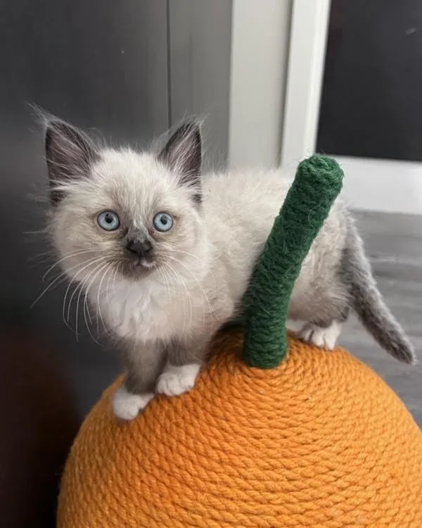 A baby small-sized male Domestic Medium Hair cat named Pietro for adoption in Novato, CA