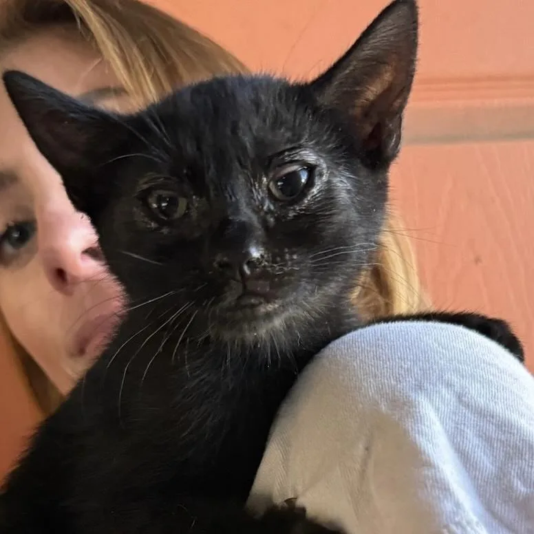 A baby medium-sized female Black Domestic Short Hair cat named Oli for adoption in Huntington Beach, CA