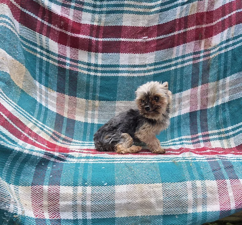 An adult small-sized female Gray / Blue / Silver Yorkshire Terrier dog named Tiny Yorkie Fiesty for adoption in Woodsfield, OH