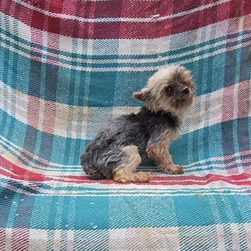 Tiny Yorkie Fiesty thumbnail 2