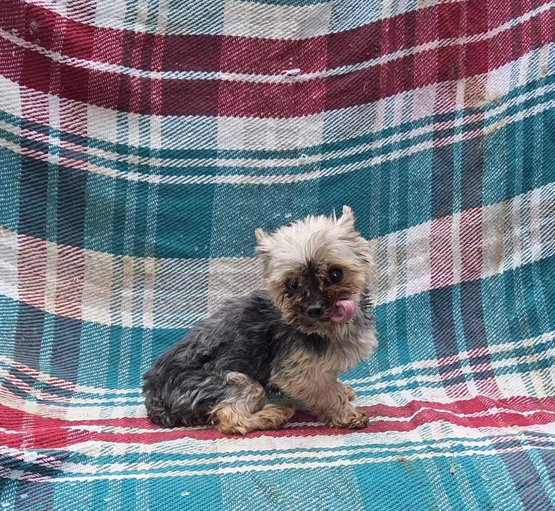 Tiny Yorkie Fiesty thumbnail 3
