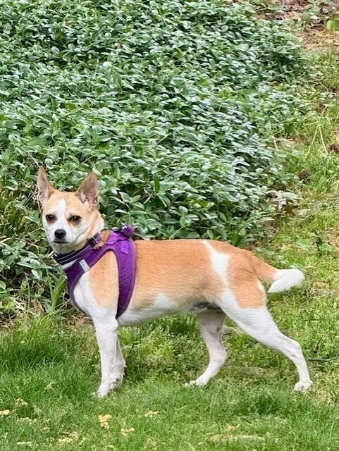An adult small-sized female White / Cream Chihuahua dog named Coffee for adoption in Milton, DE