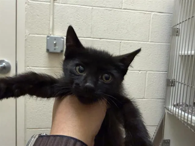 A baby medium-sized male Domestic Short Hair cat named Lynx for adoption in Frisco, CO