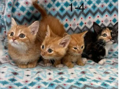 Vaporeon thumbnail 2