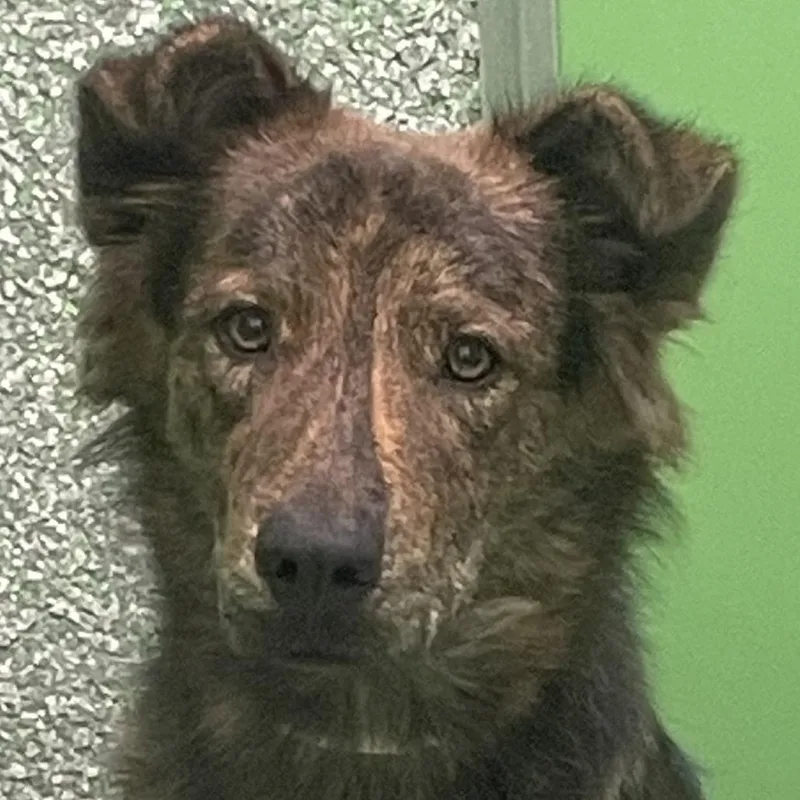 A young medium-sized male Brindle Shepherd dog named Kelly for adoption in Calverton, NY