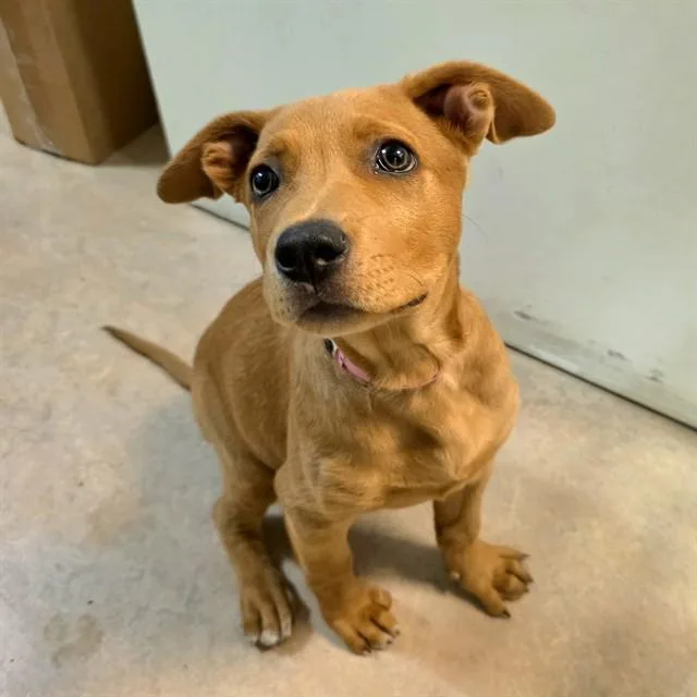 A baby small-sized female Labrador Retriever dog named Nicole for adoption in Long Beach, CA