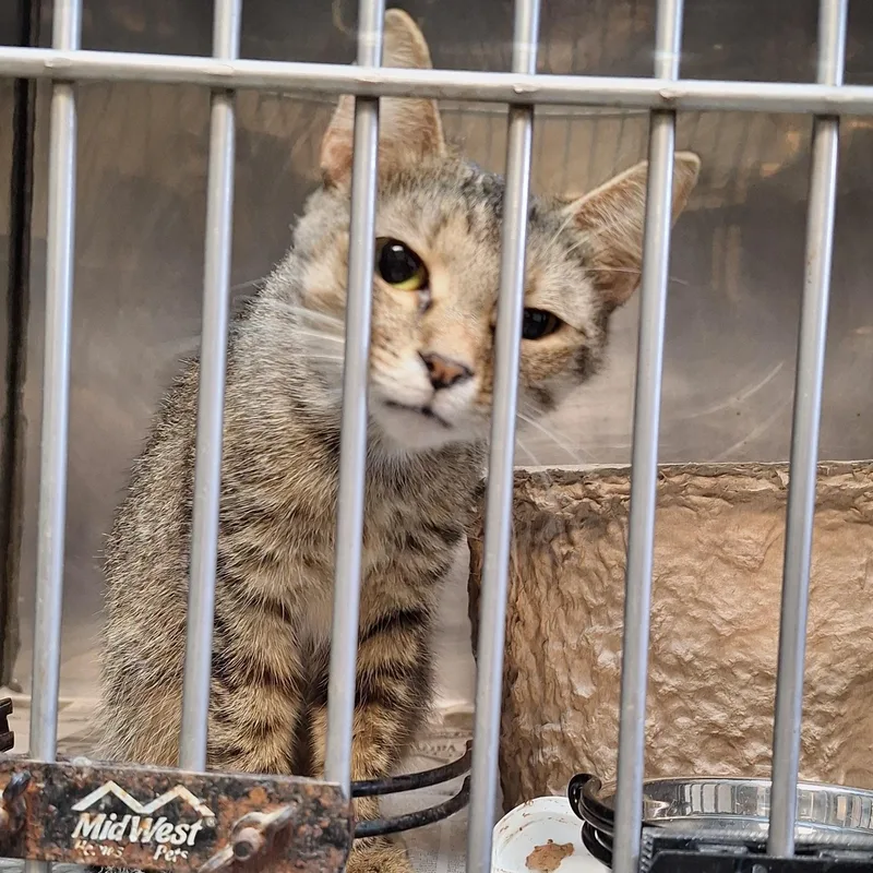 A baby medium-sized female Tabby (Brown / Chocolate) Tabby cat named Mia for adoption in Stanton, KY