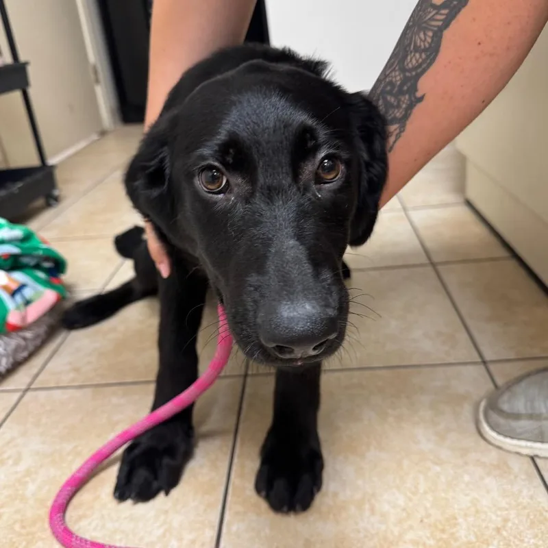 A baby large-sized female Black Labrador Retriever dog named Mae Mae for adoption in Pekin, IL