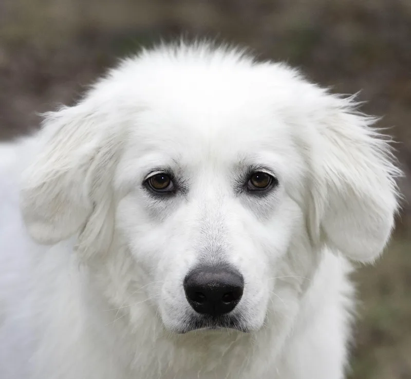 A young medium-sized female Great Pyrenees dog named Dixie for adoption in Nashville, TN