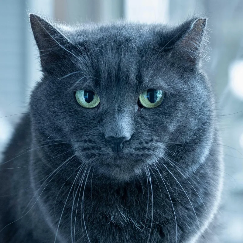 Gwen & Silver thumbnail 4