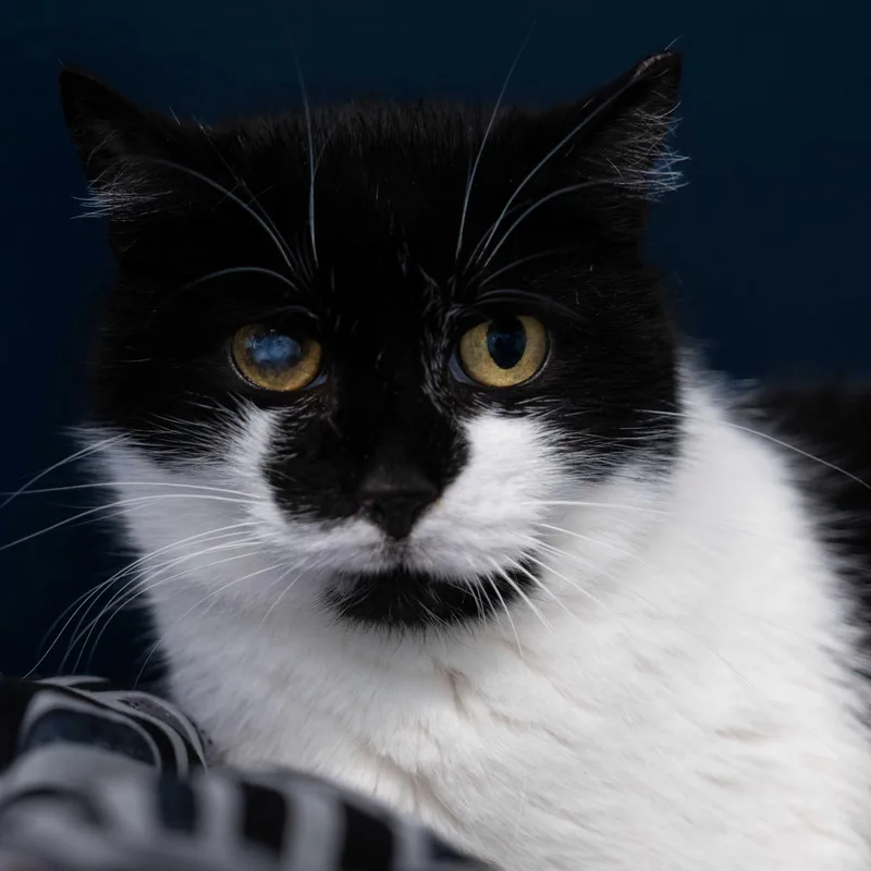 Gwen & Silver thumbnail 5