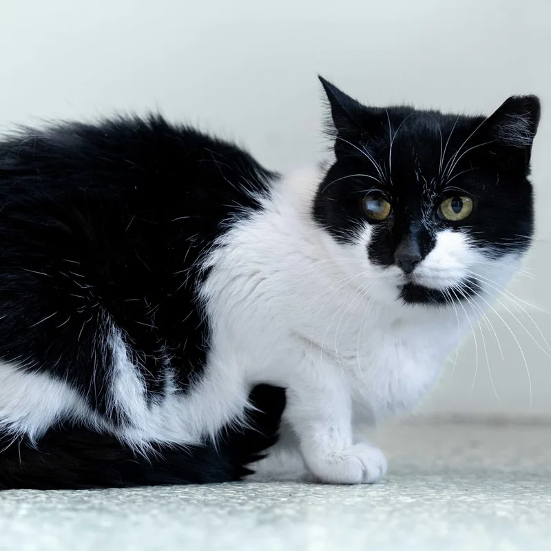 Gwen & Silver thumbnail 6