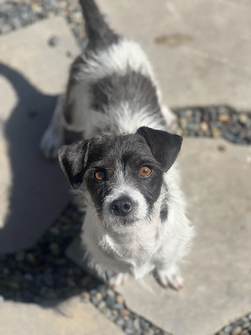 A young small-sized male Black Terrier dog named Marty for adoption in Encino, CA