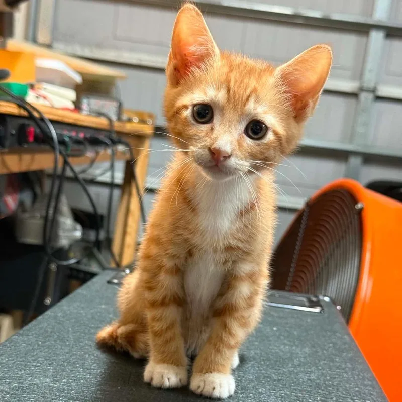 A baby small-sized male Orange / Red American Shorthair cat named Teddy for adoption in Valdosta , GA