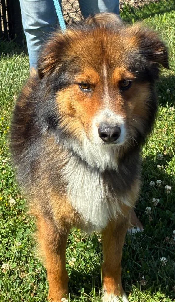 A young medium-sized male Shetland Sheepdog / Sheltie dog named Hondo for adoption in Christiansburg, VA